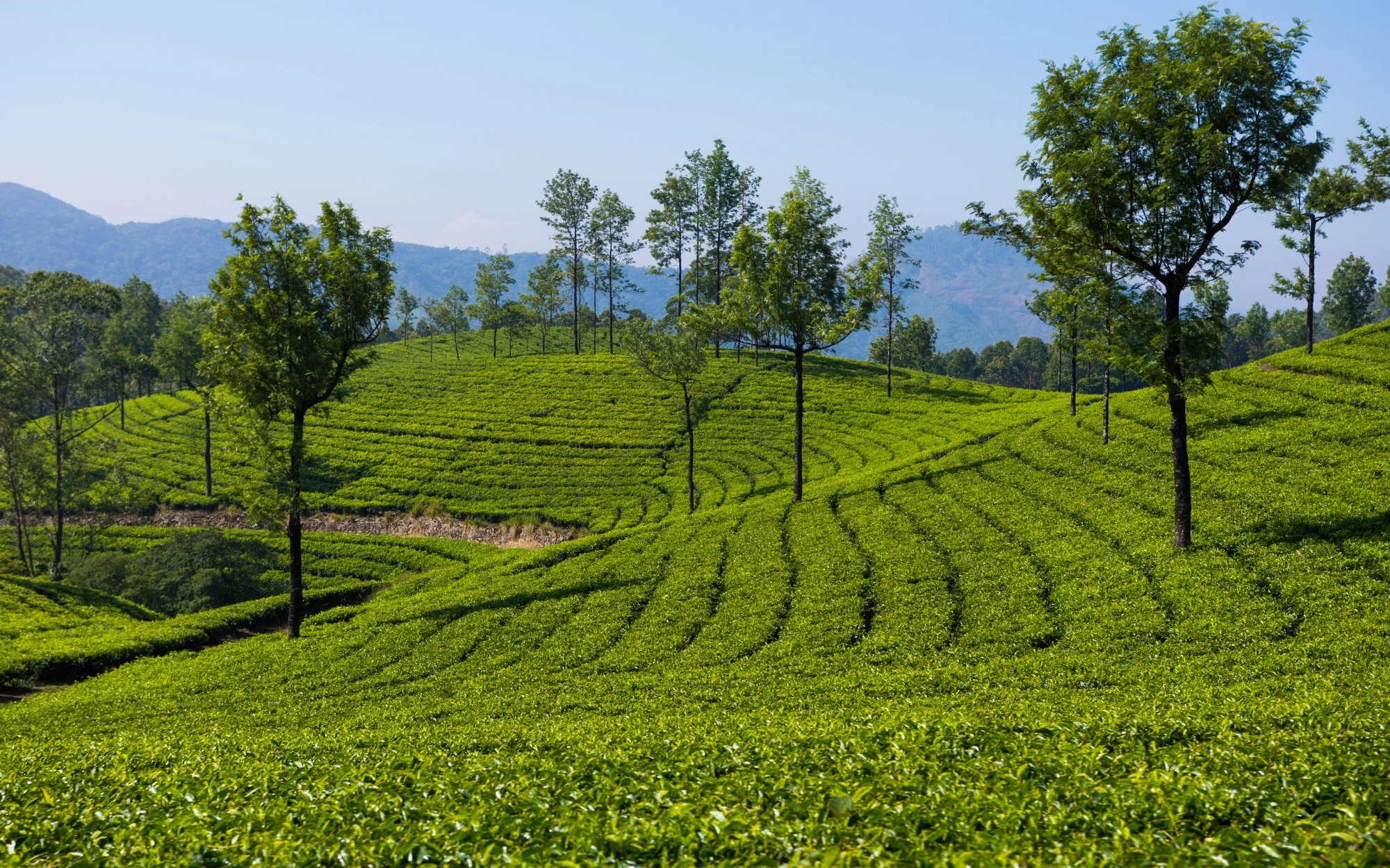 Munnar Tea Garden Hills Circuit