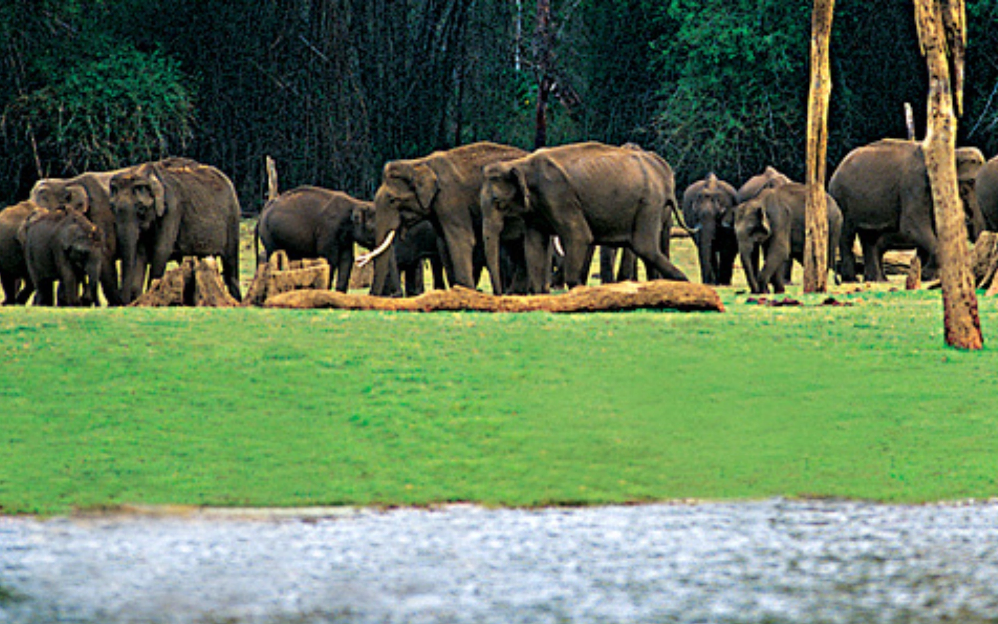 Thekkady Periyar Wildlife Sanctuary Walk