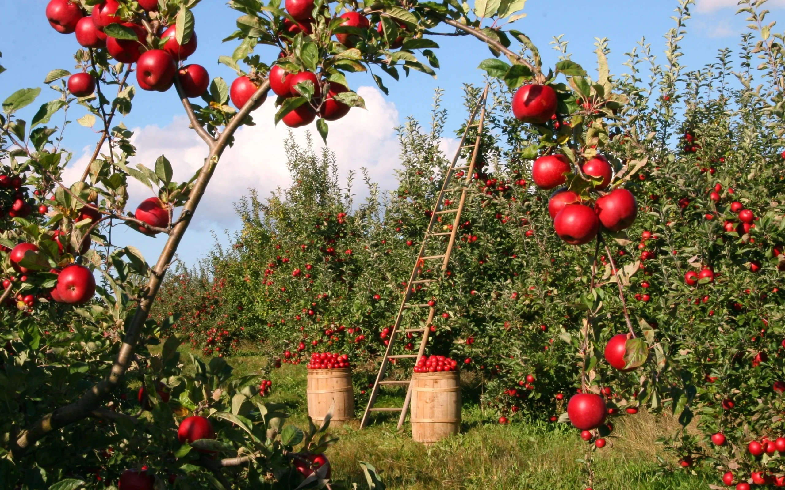 Bhowali Fruit Orchard Hill Trails